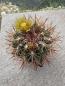 Preview: Ferocactus stainesii